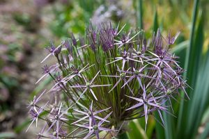 Allium Schubertii